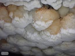 Attēlu rezultāti vaicājumam “Skeletocutis brevispora”