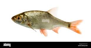 Image result for Rutilus rutilus