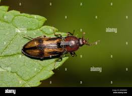 Attēlu rezultāti vaicājumam “Selatosomus cruciatus”