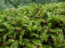 Attēlu rezultāti vaicājumam “Brachythecium rutabulum sporophyte”