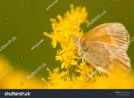 Attēlu rezultāti vaicājumam “Coenonympha tullia underside”