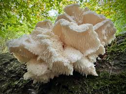 Attēlu rezultāti vaicājumam “Hericium cirrhatum”