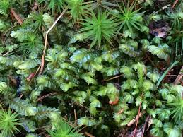 Attēlu rezultāti vaicājumam “Plagiochila asplenioides”