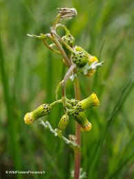 Attēlu rezultāti vaicājumam “Senecio vulgaris flower”