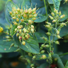 Attēlu rezultāti vaicājumam “Lysimachia vulgaris fruit”