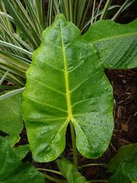 Attēlu rezultāti vaicājumam “Lophozia laxa macro”