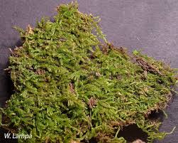 Attēlu rezultāti vaicājumam “Hypnum cupressiforme var. subjulacum”