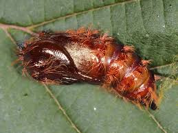 Attēlu rezultāti vaicājumam “Lymantria monacha pupa”