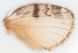 Attēlu rezultāti vaicājumam “Peridea anceps”