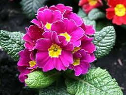 Attēlu rezultāti vaicājumam “Primula x polyantha”