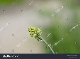 Attēlu rezultāti vaicājumam “Thalictrum flavum bud”