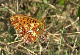 Attēlu rezultāti vaicājumam “Clossiana euphrosyne underside”