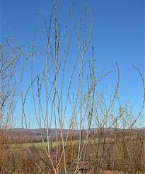 Attēlu rezultāti vaicājumam “Salix daphnoides subsp. acutifolia”