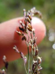 Image result for rosa aquatica