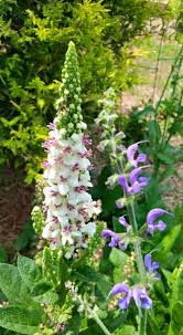 Image result for Verbascum nigrum