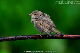 Image result for Passer domesticus
