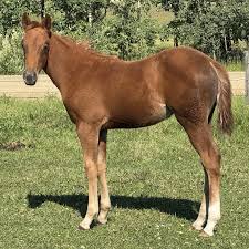 Image result for horse girl gun