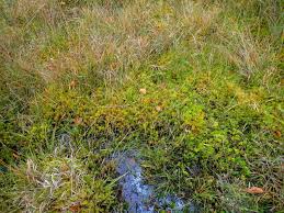 Attēlu rezultāti vaicājumam “Sphagnum inundatum”