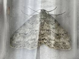 Attēlu rezultāti vaicājumam “Ectropis crepuscularia”