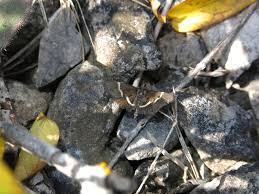 Attēlu rezultāti vaicājumam “Pyrausta cingulata”