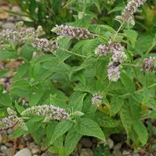 Attēlu rezultāti vaicājumam “Mentha longifolia flower”