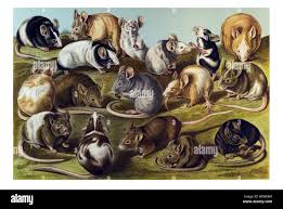 Attēlu rezultāti vaicājumam “Muridae”