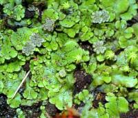 Attēlu rezultāti vaicājumam “Marchantiopsida”