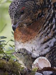 Attēlu rezultāti vaicājumam “Tetrao urogallus female”