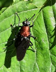 Attēlu rezultāti vaicājumam “Clitellaria ephippium”