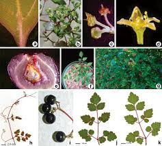 Attēlu rezultāti vaicājumam “Vitaceae”