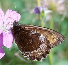 Attēlu rezultāti vaicājumam “Oeneis jutta underside”