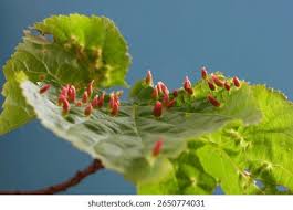 Attēlu rezultāti vaicājumam “Eriophyes tiliae”