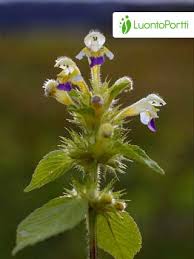 Attēlu rezultāti vaicājumam “Galeopsis speciosa leaf”