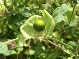 Attēlu rezultāti vaicājumam “Silene baccifera fruit”
