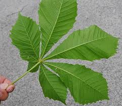 Attēlu rezultāti vaicājumam “Aesculus hippocastanum leaf”