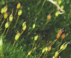 Attēlu rezultāti vaicājumam “Hymenostylium recurvirostrum”