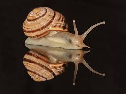 Attēlu rezultāti vaicājumam “Cepaea nemoralis”