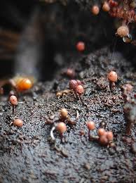 Attēlu rezultāti vaicājumam “Arcyria helvetica”