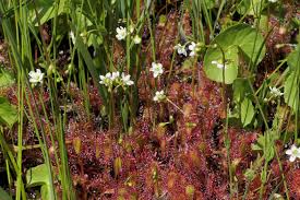 Attēlu rezultāti vaicājumam “Drosera anglica flower”