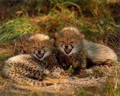 Afbeeldingsresultaat voor panters