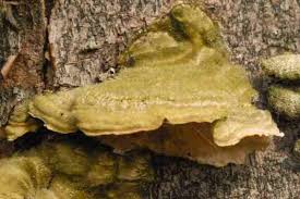 Attēlu rezultāti vaicājumam “Inonotus rheades”