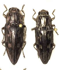 Attēlu rezultāti vaicājumam “Chalcophora mariana”