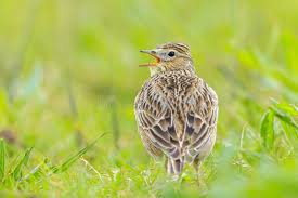 Image result for Alauda arvensis