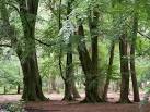 SU2318 : Sweet chestnut trees - via Daymix