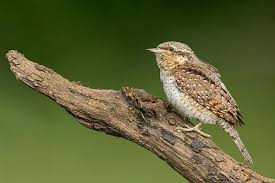 Attēlu rezultāti vaicājumam “Jynx torquilla adult”