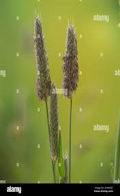 Attēlu rezultāti vaicājumam “Alopecurus pratensis flower”