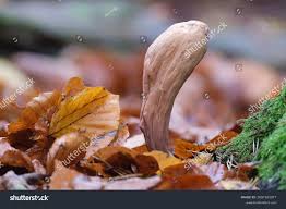 Attēlu rezultāti vaicājumam “Clavariadelphus pistillaris”