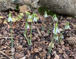 Attēlu rezultāti vaicājumam “Galanthus nivalis leaf”