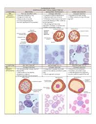 Attēlu rezultāti vaicājumam “Enteridium variabile plasmodium”