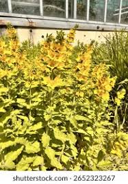 Attēlu rezultāti vaicājumam “Lysimachia punctata”